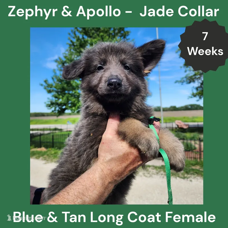AKC Blue & Tan LH - ZA Jade  – German Shepherd Dog puppy for sale in Princeville, IL