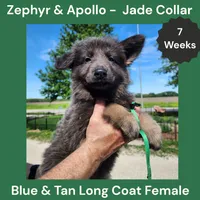 AKC Blue & Tan LH - ZA Jade , a female German Shepherd Dog for sale in Princeville, IL – 5 of 9