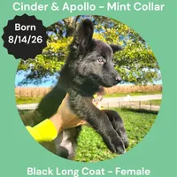 AKC Black Long Coat - CA Mint, a female German Shepherd Dog for sale in Princeville, IL – 2 of 9