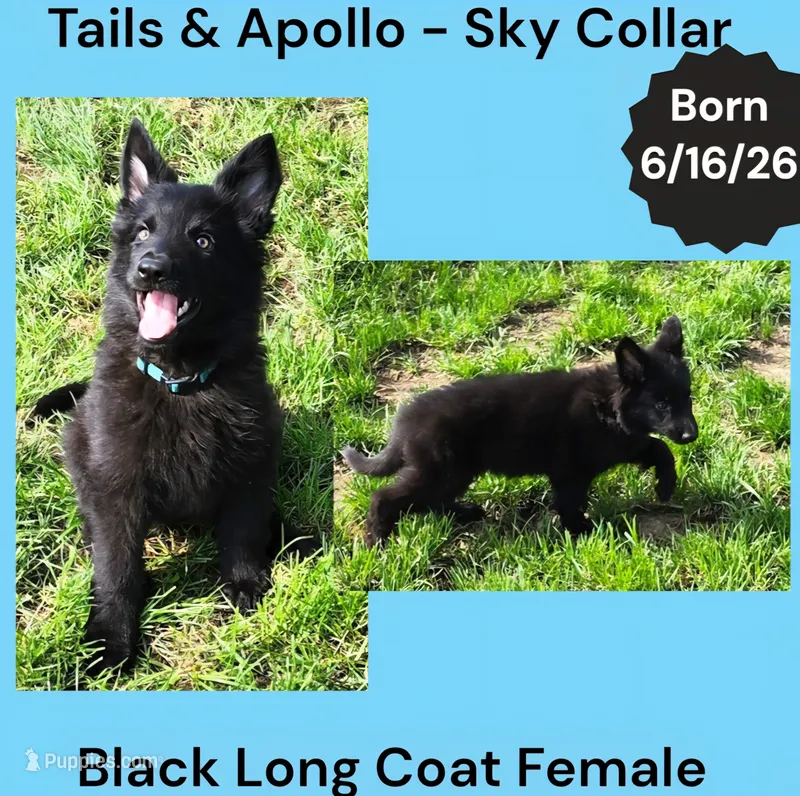 AKC Black Long Coat - TA Sky – German Shepherd Dog puppy for sale in Princeville, IL