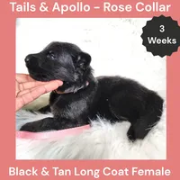 AKC Black & Tan Long Coat - TA Rose, a female German Shepherd Dog for sale in Princeville, IL – 7 of 8
