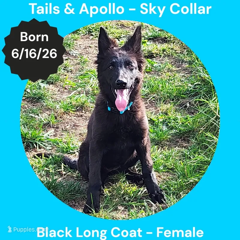 AKC Black Long Coat - TA Sky – German Shepherd Dog puppy for sale in Princeville, IL