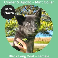 AKC Black Long Coat - CA Mint, a female German Shepherd Dog for sale in Princeville, IL – 1 of 9