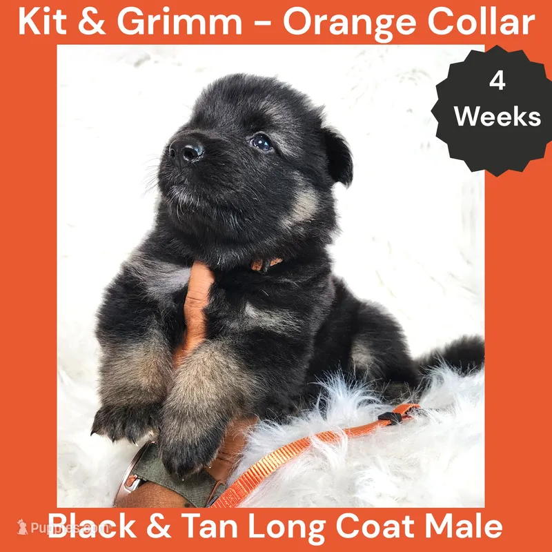 AKC Black & Tan Long Coat - KG Orange – German Shepherd Dog puppy for sale in Princeville, IL