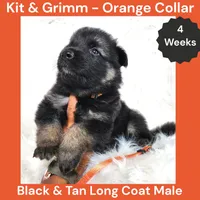 AKC Black & Tan Long Coat - KG Orange, a male German Shepherd Dog for sale in Princeville, IL – 7 of 8