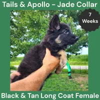 AKC Black & Tan Long Coat - TA Jade, a female German Shepherd Dog for sale in Princeville, IL – 2 of 7