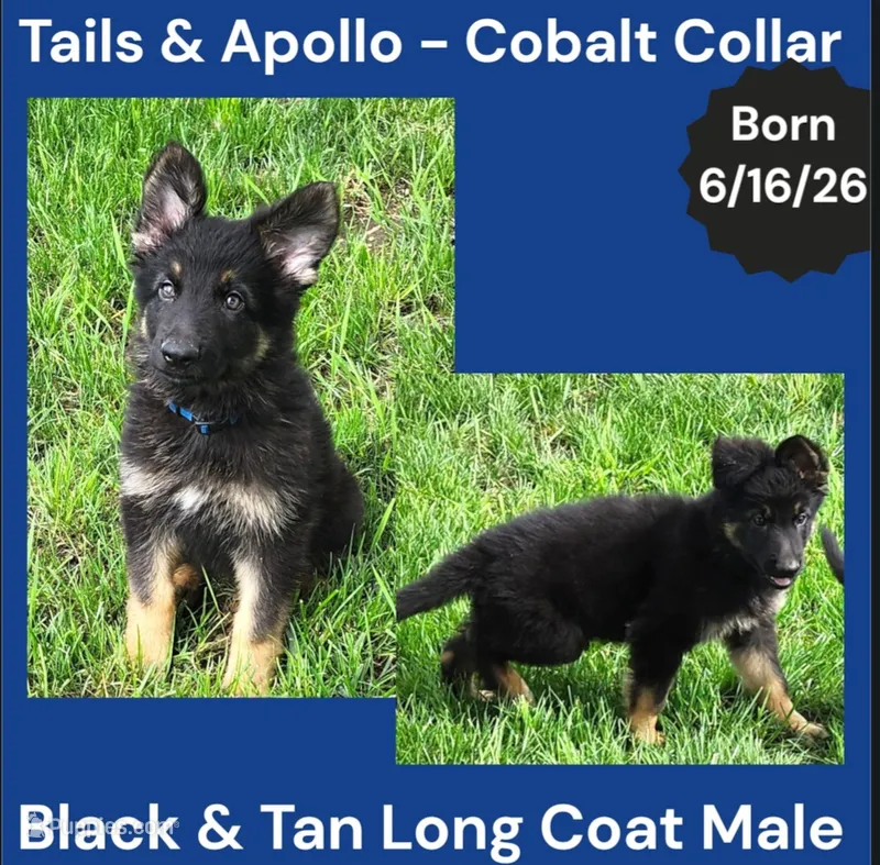 AKC Black & Tan Long Coat - TA Cobalt  – German Shepherd Dog puppy for sale in Princeville, IL