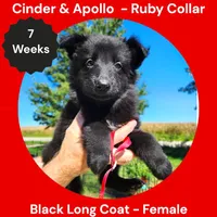 AKC Black Long Coat - CA Ruby, a female German Shepherd Dog for sale in Princeville, IL – 3 of 9