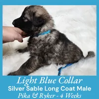 AKC Silver Sable LH PR Lt Blue, a male German Shepherd Dog for sale in Princeville, IL – Photo 2 of 6