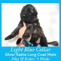 AKC Silver Sable LH PR Lt Blue, a male German Shepherd Dog for sale in Princeville, IL – Photo 3 of 6