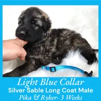 AKC Silver Sable LH PR Lt Blue, a male German Shepherd Dog for sale in Princeville, IL – Photo 4 of 6