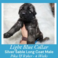 AKC Silver Sable LH PR Lt Blue, a male German Shepherd Dog for sale in Princeville, IL – Photo 1 of 6