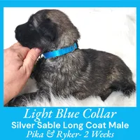 AKC Silver Sable LH PR Lt Blue, a male German Shepherd Dog for sale in Princeville, IL – Photo 5 of 6