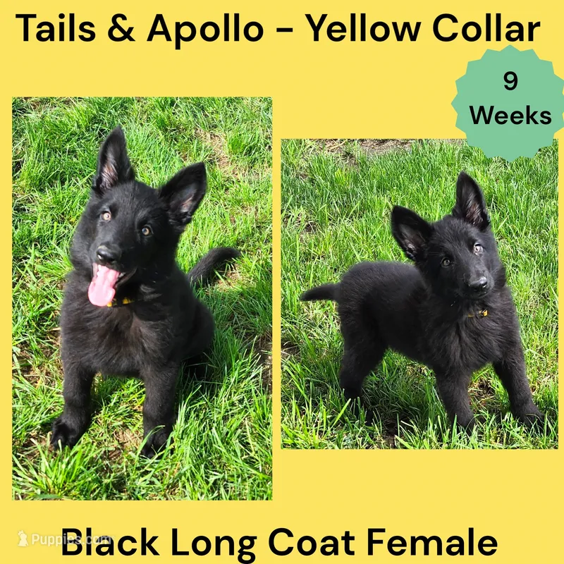 AKC Black Long Coat - TA Yellow – German Shepherd Dog puppy for sale in Princeville, IL
