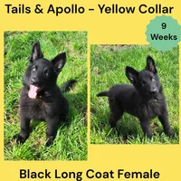AKC Black Long Coat - TA Yellow, a female German Shepherd Dog for sale in Princeville, IL – 1 of 8
