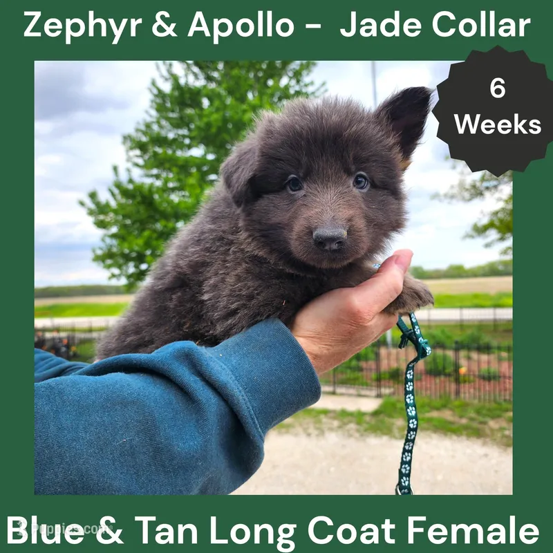 AKC Blue & Tan LH - ZA Jade  – German Shepherd Dog puppy for sale in Princeville, IL