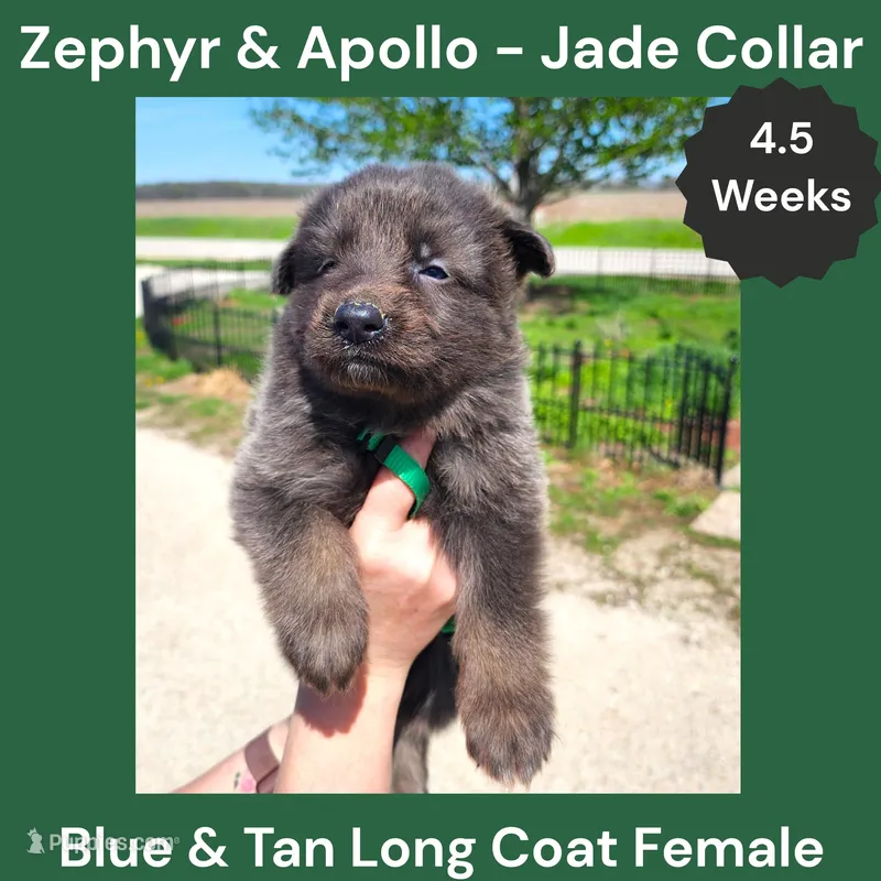 AKC Blue & Tan LH - ZA Jade  – German Shepherd Dog puppy for sale in Princeville, IL