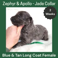 AKC Blue & Tan LH - ZA Jade , a female German Shepherd Dog for sale in Princeville, IL – Photo 2 of 3