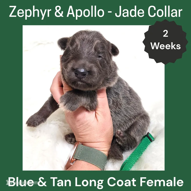 AKC Blue & Tan LH - ZA Jade  – German Shepherd Dog puppy for sale in Princeville, IL