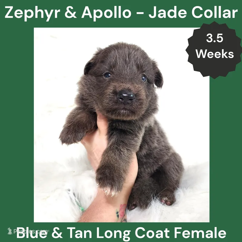 AKC Blue & Tan LH - ZA Jade  – German Shepherd Dog puppy for sale in Princeville, IL