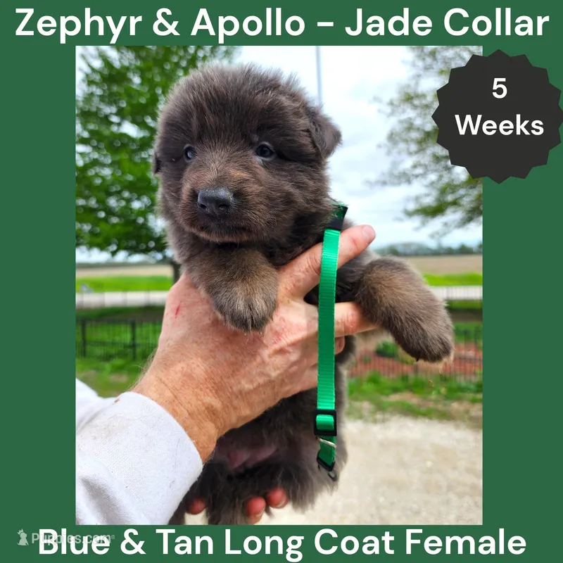AKC Blue & Tan LH - ZA Jade  – German Shepherd Dog puppy for sale in Princeville, IL
