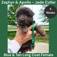 AKC Blue & Tan LH - ZA Jade , a female German Shepherd Dog for sale in Princeville, IL – 7 of 9