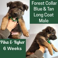 AKC Blue&Tan LH - PR Forest, a male German Shepherd Dog for sale in Princeville, IL – Photo 5 of 8