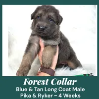 AKC Blue&Tan LH - PR Forest, a male German Shepherd Dog for sale in Princeville, IL – Photo 6 of 8