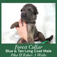 AKC Blue&Tan LH - PR Forest, a male German Shepherd Dog for sale in Princeville, IL – Photo 7 of 8