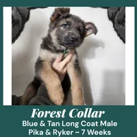 AKC Blue&Tan LH - PR Forest, a male German Shepherd Dog for sale in Princeville, IL – Photo 4 of 8