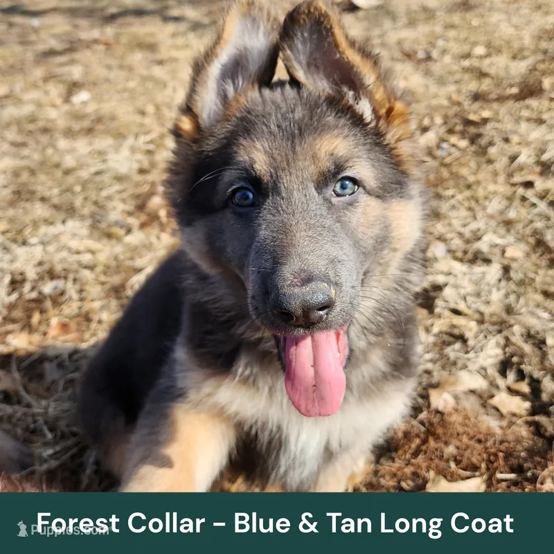 AKC Blue&Tan LH - PR Forest
