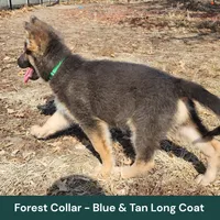 AKC Blue&Tan LH - PR Forest, a male German Shepherd Dog for sale in Princeville, IL – Photo 3 of 8