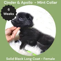 AKC Black Long Coat - CA Mint, a female German Shepherd Dog for sale in Princeville, IL – 6 of 9