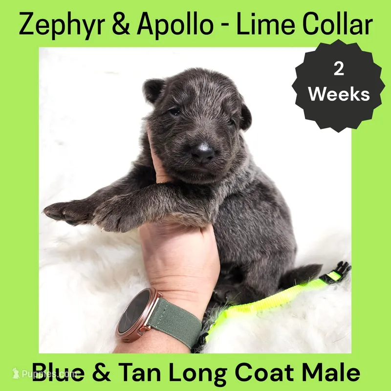AKC Blue & Tan LH - ZA Lime – German Shepherd Dog puppy for sale in Princeville, IL