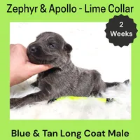 AKC Blue & Tan LH - ZA Lime, a male German Shepherd Dog for sale in Princeville, IL – Photo 2 of 3