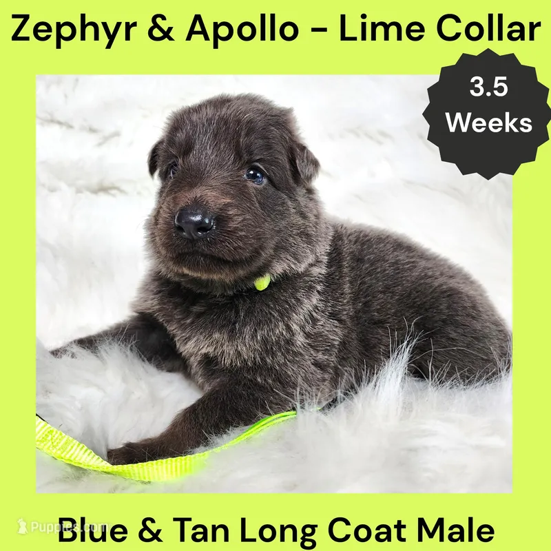 AKC Blue & Tan LH - ZA Lime – German Shepherd Dog puppy for sale in Princeville, IL