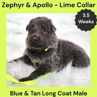 AKC Blue & Tan LH - ZA Lime, a male German Shepherd Dog for sale in Princeville, IL – 7 of 8