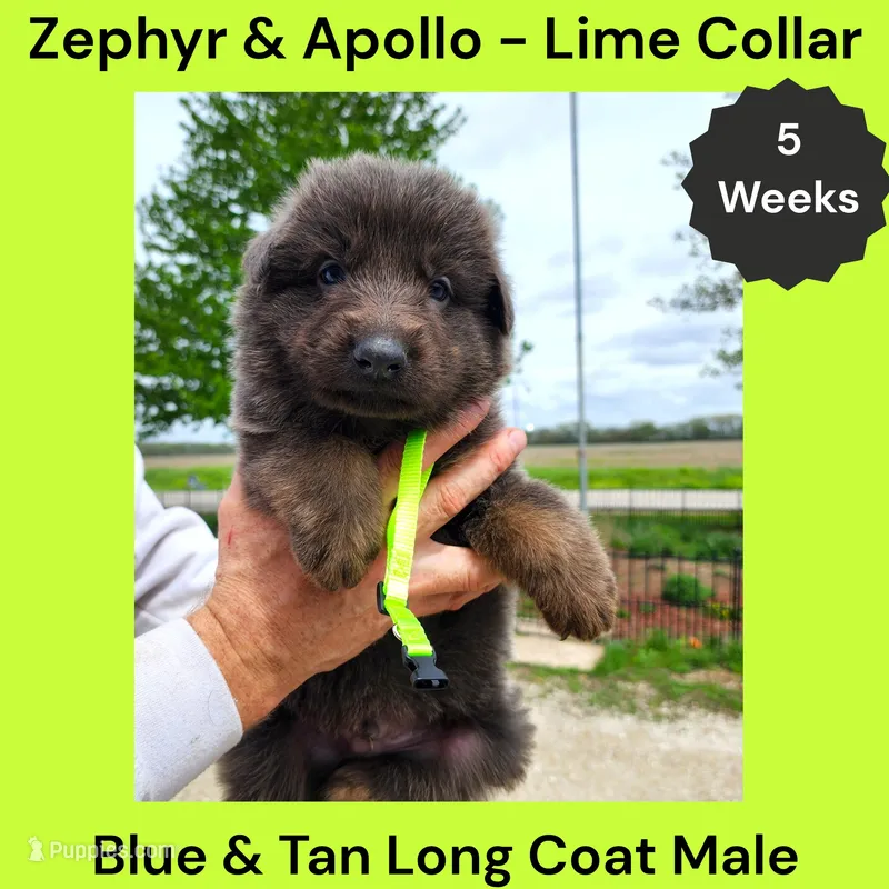 AKC Blue & Tan LH - ZA Lime – German Shepherd Dog puppy for sale in Princeville, IL