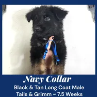 AKC Black & Tan LH TG Navy, a male German Shepherd Dog for sale in Princeville, IL – Photo 1 of 7