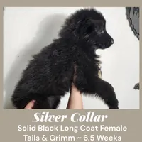 AKC Black LH - TG SIlver, a female German Shepherd Dog for sale in Princeville, IL – Photo 4 of 7