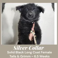 AKC Black LH - TG SIlver, a female German Shepherd Dog for sale in Princeville, IL – Photo 3 of 7