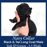 AKC Black & Tan LH TG Navy, a male German Shepherd Dog for sale in Princeville, IL – Photo 6 of 7