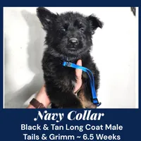 AKC Black & Tan LH TG Navy, a male German Shepherd Dog for sale in Princeville, IL – Photo 3 of 7