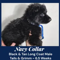 AKC Black & Tan LH TG Navy, a male German Shepherd Dog for sale in Princeville, IL – Photo 4 of 7