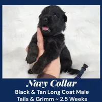 AKC Black & Tan LH TG Navy, a male German Shepherd Dog for sale in Princeville, IL – Photo 5 of 7