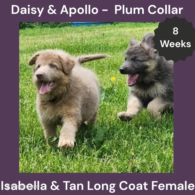 AKC Isabella&tan LH - DA Plum – German Shepherd Dog puppy for sale in Princeville, IL
