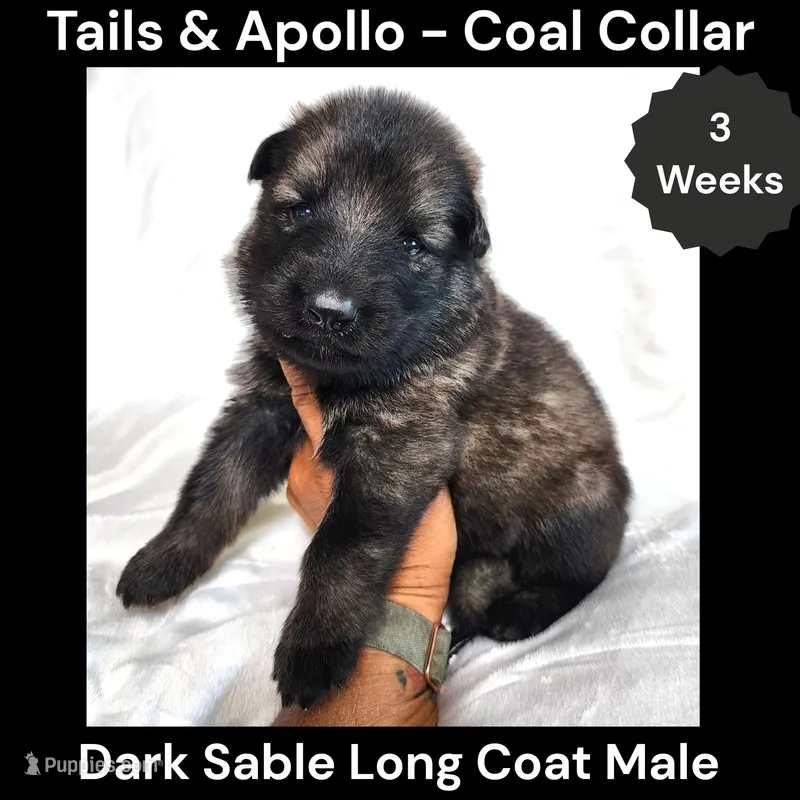 AKC Dark Sable Long Coat - TA Coal – German Shepherd Dog puppy for sale in Princeville, IL
