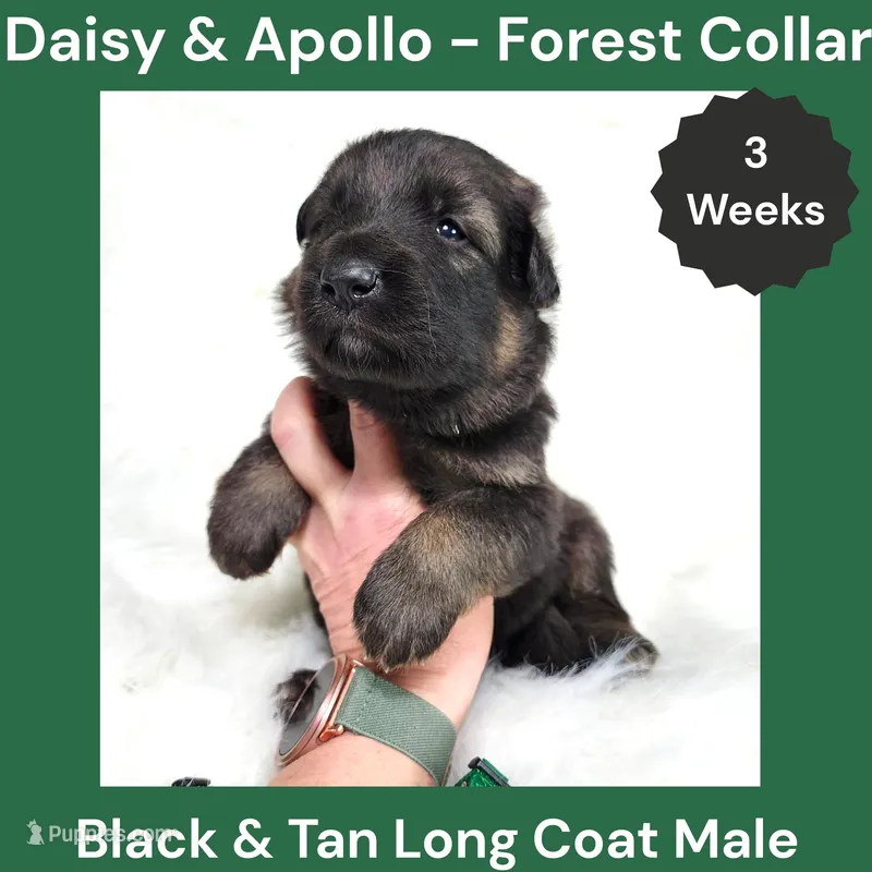 AKC Black&tan LH - DA Forest – German Shepherd Dog puppy for sale in Princeville, IL