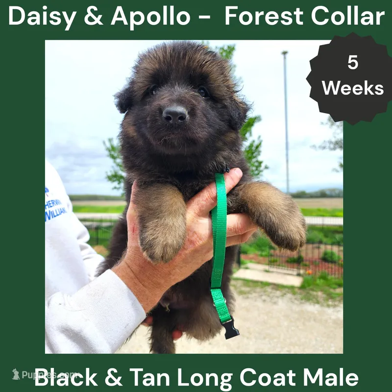 AKC Black&tan LH - DA Forest – German Shepherd Dog puppy for sale in Princeville, IL