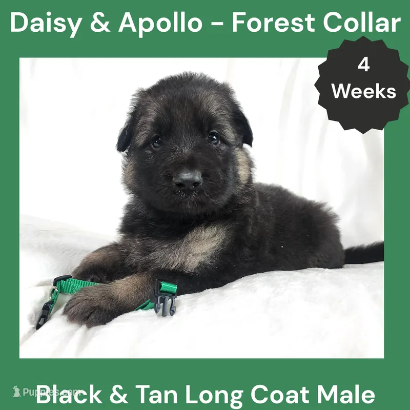 AKC Black&tan LH - DA Forest – German Shepherd Dog puppy for sale in Princeville, IL